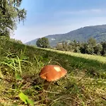Buczyna * Brenna
