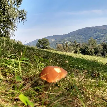 Buczyna * برينا