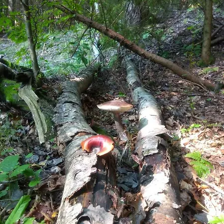 Appartement Buczyna *